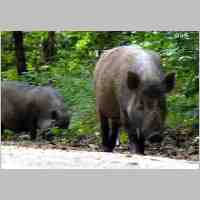 90-1181 Wildschweine auf einer Strasse in Ostpolen.jpg
